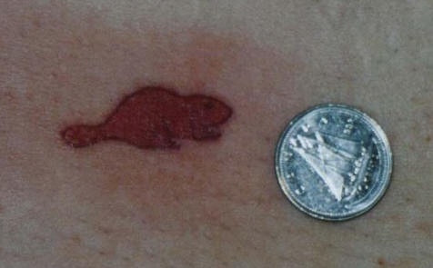 Tatuaje del pequeño castor en tinta roja