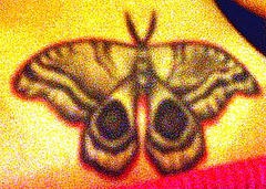 Le tatouage de papillon en couleur