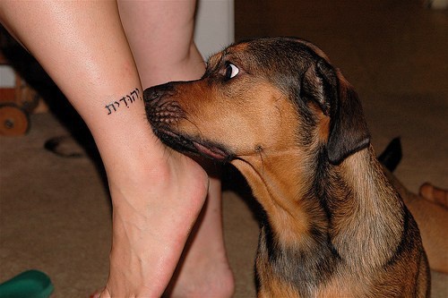 Hund erstaunt jüdisches Tattoo erstaunt