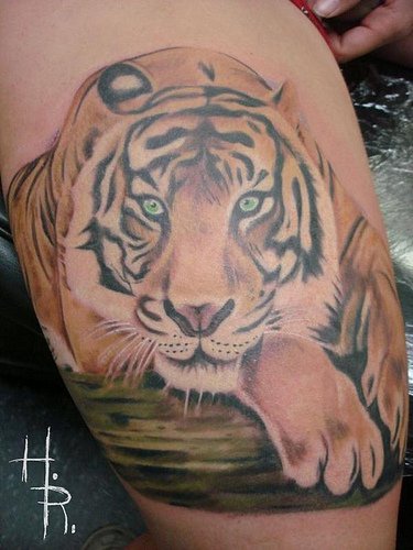 Laying tiger  coloured tattoo