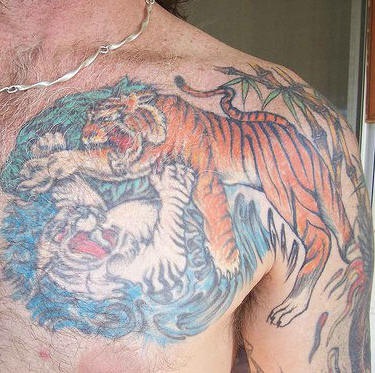 Batalla entre tigre con tigre de nieve tatuaje en pecho