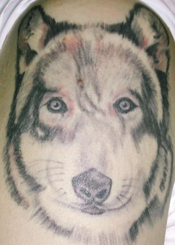 Wolf head with a scars tattoo