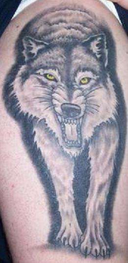Tattoo with angry wolf on the shoulder