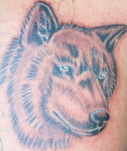 Tête de loup brune le tatouage en couleur