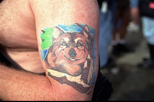 Tatuaggio colorato sul braccio la testa del lupo tranquillo