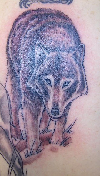 Tattoo with cautious wolf on grass