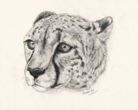 Cheetah tattoo designs - Page 3 - Tattooimages.biz