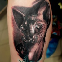 3D farbiges Bein Tattoo mit Porträt der Sphynx Katze