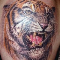 3D realistic detailed colored roaring tiger tattoo on shoulder