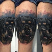 3D realistic naturally colored Rottweiler portrait tattoo on knee