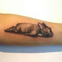 3D style colored forearm tattoo of beautiful sleeping dog
