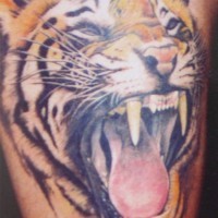 3D very realistic detailed and colored roaring tiger tattoo on leg