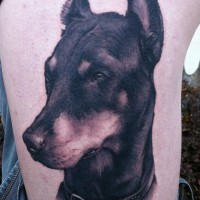 eccezionale inchiostro nero ritratto Doberman tatuaggio su lato