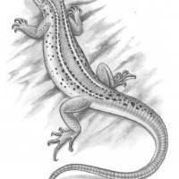Amazing grey drawn lizard tattoo design