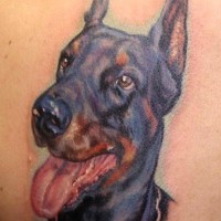 stupendo realistico colorato Doberman  tatuaggio su scapola