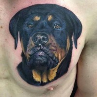 Amazing realistic colorful rottweiler tattoo on chest
