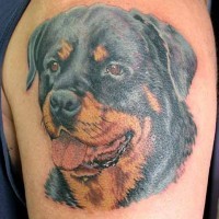 Awesome colorful rottweiler head tattoo on upper arm