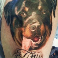Erschütterndes Porträt Tattoo von Rottweiler mit Inschrift am Bein