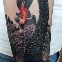 bellissimo cigno nero su lago tatuaggio su braccio