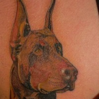 bellissima testa marrone cane Doberman tatuaggio su lato