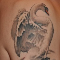 stupendo cigno bianco tatuaggio su spalla