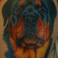 Big lovable color-ink rottweiler head tattoo