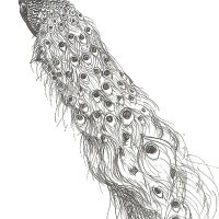 Black-and-white peacock with extra-long tail tattoo design by A Perplexing Puzzle