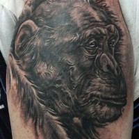 Tatuaje en el brazo,
chimpancé triste de color gris y negro