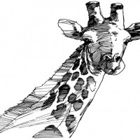 Black pen giraffe portrait looking on you tattoo design