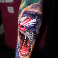 Colorful realistic Mandrill Baboon tattoo on forearm