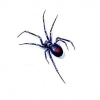 Cool colorful black widow spider tattoo design - Tattooimages.biz