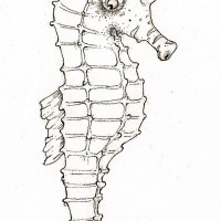 Cool outline seahorse figure tattoo design