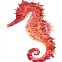 Cute red-and-yellow seahorse tattoo design