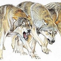 Dire yellow-and-brown hunting wolf flock tattoo design