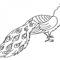 Flying outline peacock with curl-feathered tail tattoo design ...