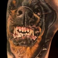 furioso colorato Rottweiler in spinoso collare da cane tatuaggio su braccio