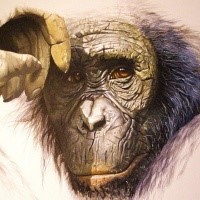 Good colorful dreaming chimpanzee tattoo design
