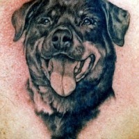 Great black-ink rottweiler showing a tongue tattoo on chest