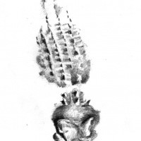 Grey-ink reptile trace tattoo design