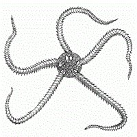 Grey-ink starfish with worm rays tattoo design