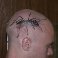 Tatuaje en la cabeza, hormiga negra larga
