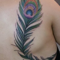 Large colorful peacock feather tattoo on back