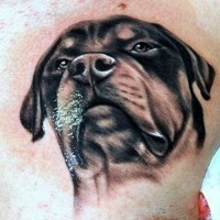 Large harsh black-ink rottweiler tattoo on chest
