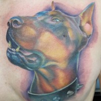 bellissimo inchiostro colorato Doberman con spinnoso collare tatuaggio