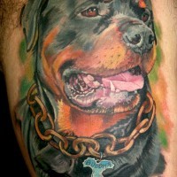 bellissimo cane rottweiler inchiostro colorato collare su collo incatenato tatuaggio su coscia