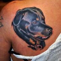 bellissima realistica inchiostro colorato cane rottweiler tatuaggio su scapola