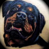 Nice color-ink rottweiler puppy tattoo