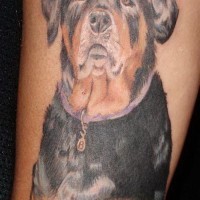 bellissimo realistico colorato rottweiler tatuaggio su braccio