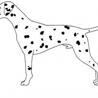 Plain spotted dalmatian dog tattoo design