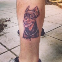 piacevole ritratto colorato Doberman tatuaggio per ragazzo su stinco